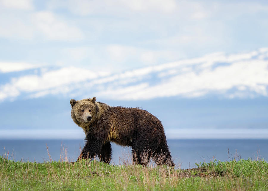 Yellowstone Photograph by Brad Bellisle