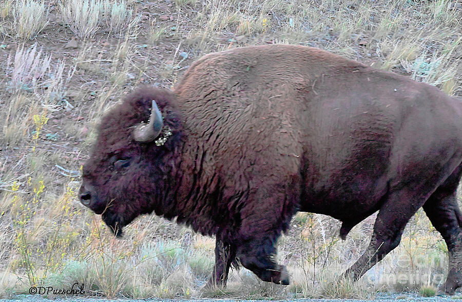 Yellowstone Buffalo Photograph by Debby Pueschel