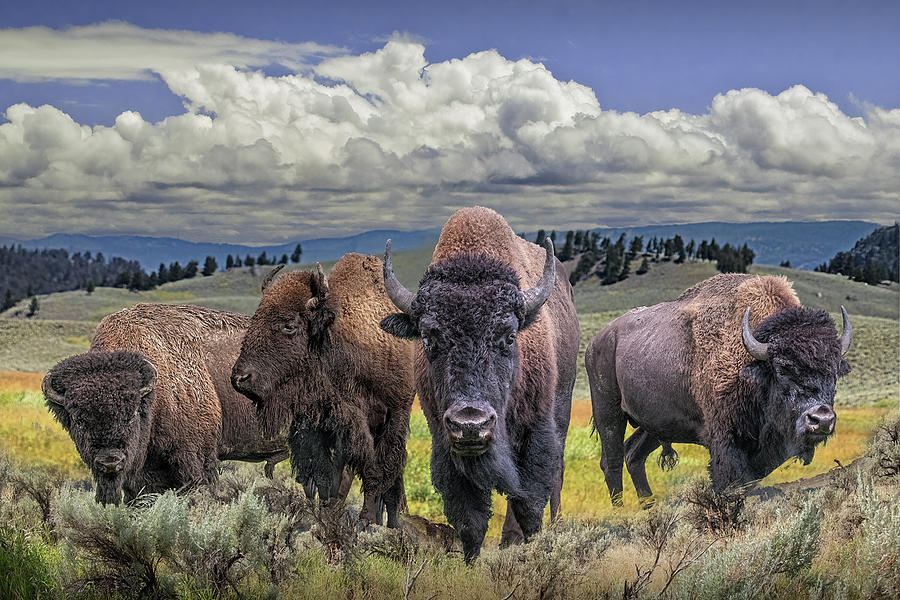 Yellowstone Buffalo Herd in a WesternLandscape. Photograph by Randall Nyhof