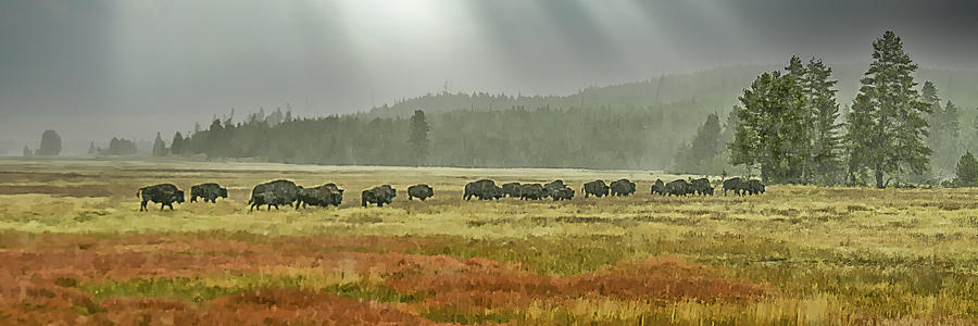 Yellowstone Buffalo in the Fall Photograph by Gordon Ripley