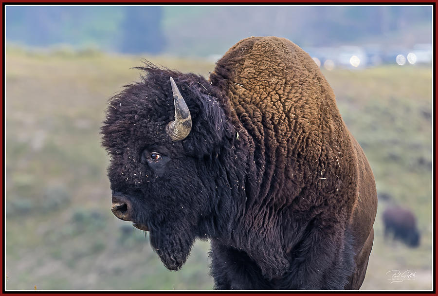Yellowstone Buffalo Digital Art by Paul Griffith