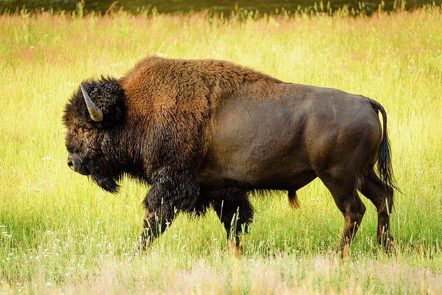 Yellowstone Buffalo Photograph by Tara Krauss