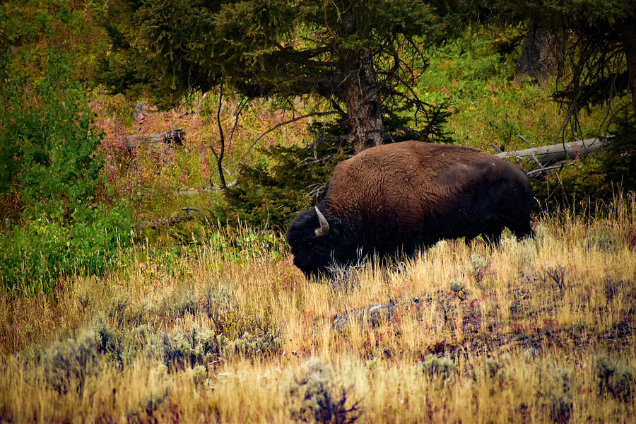 Yellowstone Buffalo  Photograph by William Dickgraber