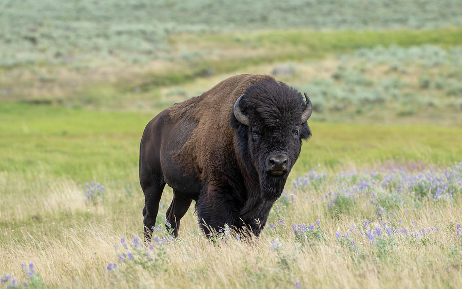 Yellowstone Bull Bison Photograph by Julie Barrick