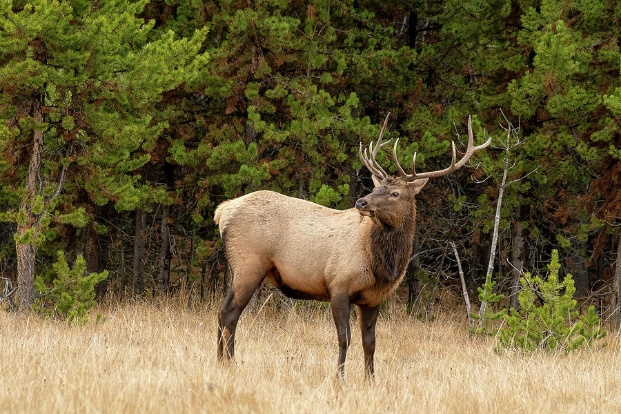 Yellowstone Bull Elk II Photograph by Julie Barrick - Fine Art America