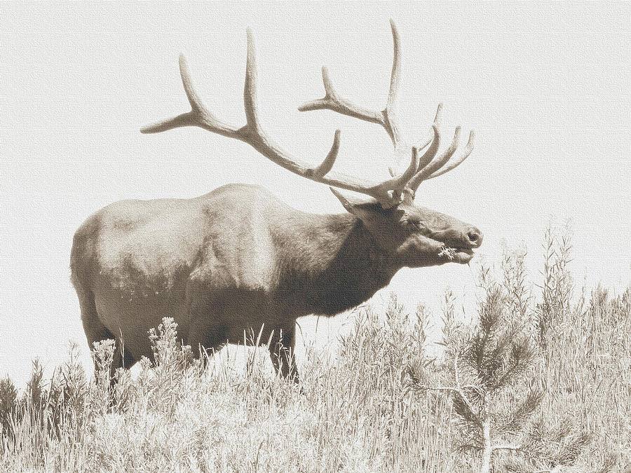 Yellowstone Bull Elk Photograph