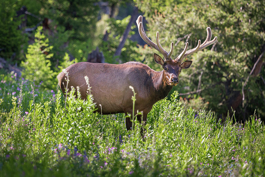 Yellowstone Bull Elk Photograph by Tim Stanley