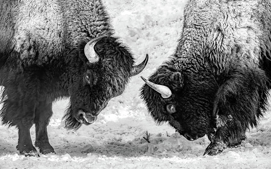 Yellowstone Conflict, Black and White Photograph by Marcy Wielfaert