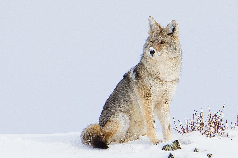 Yellowstone Coyote 2021 #1 Photograph By Jonathan Steele 