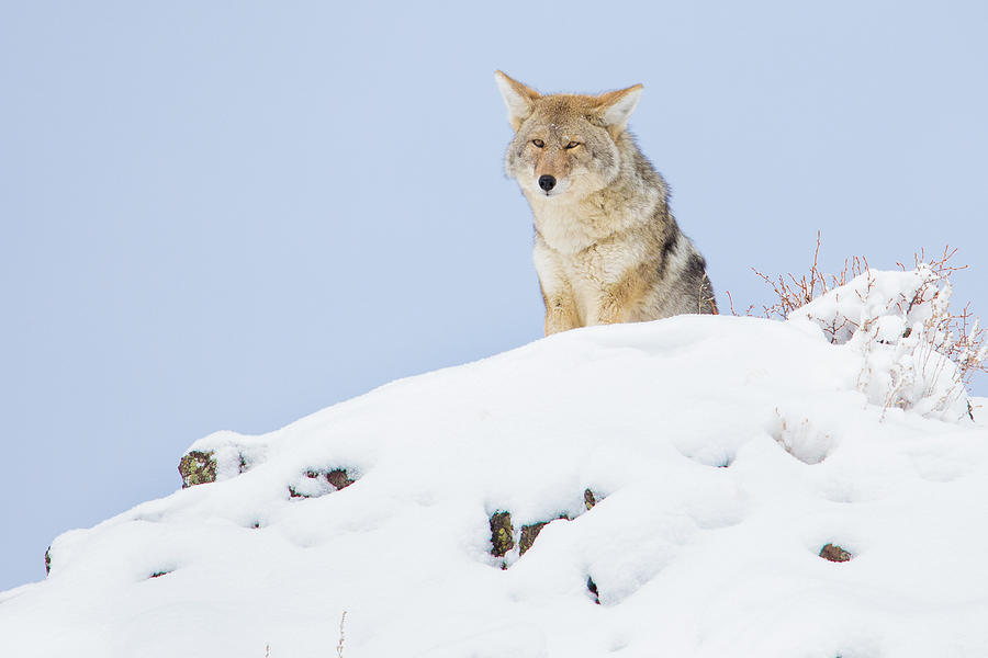 Yellowstone Coyote 2021 #2 Photograph by Jonathan Steele