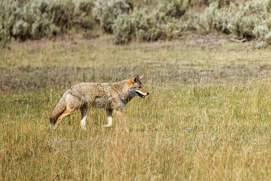 Yellowstone Coyote Photograph by Brook Burling Yellowstone Coyote Photograph by Brook Burling