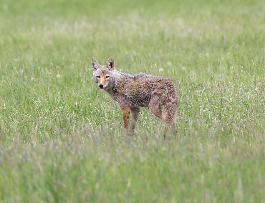 Yellowstone Coyote Photograph by Dan Sproul