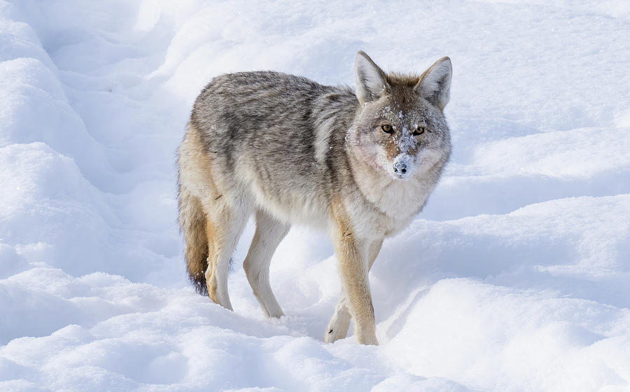 Yellowstone Coyote on the Hunt Photograph by Julie Barrick