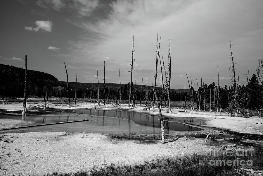 Yellowstone dead pool Photograph by Paul Quinn