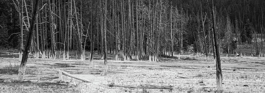 Yellowstone Dead Trees Photograph by Rob Hemphill