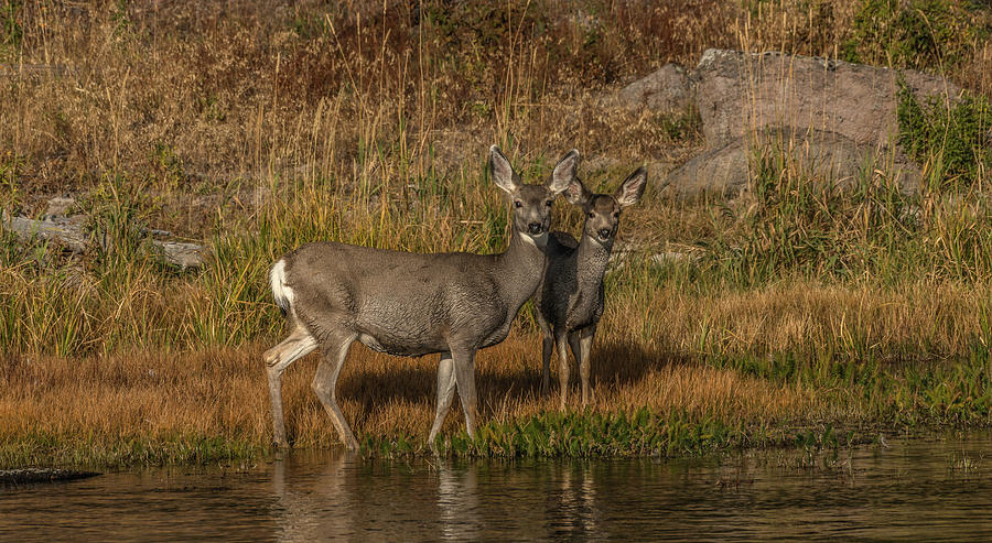 Yellowstone Deer Photograph by Yeates Photography
