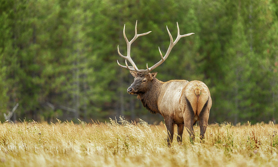 Yellowstone Elk - #3 Photograph by Stephen Stookey