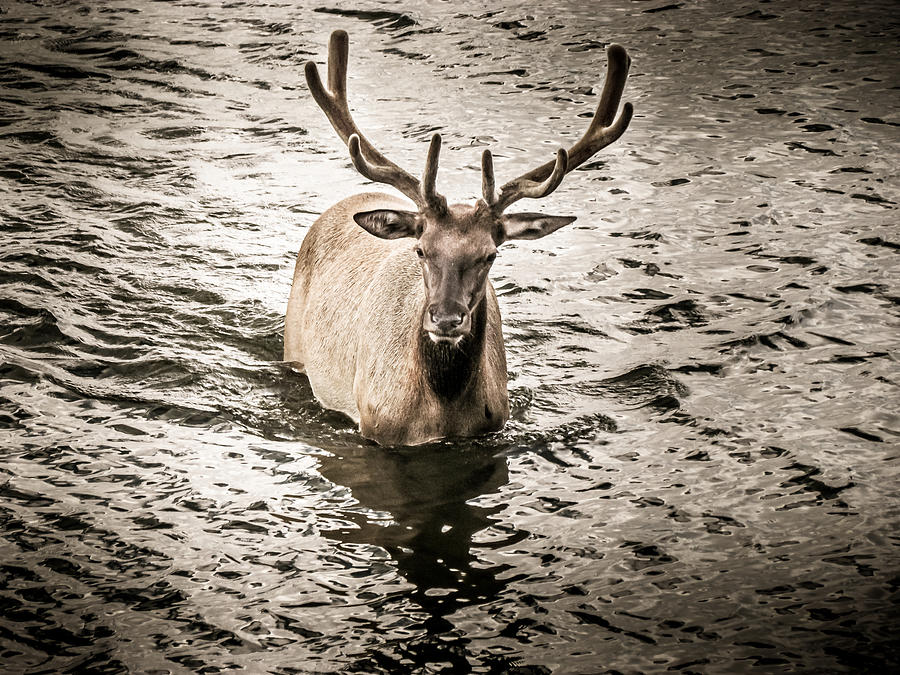 Yellowstone Elk Photograph by Allin Sorenson