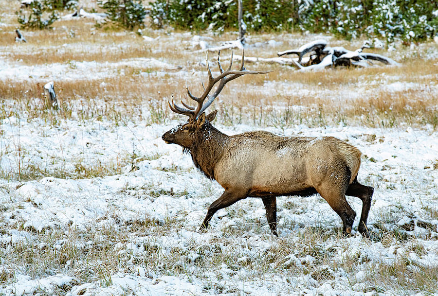 Yellowstone Elk Photograph by Gordon Ripley