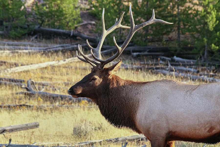 Yellowstone Elk Photograph by Nicholas McCabe
