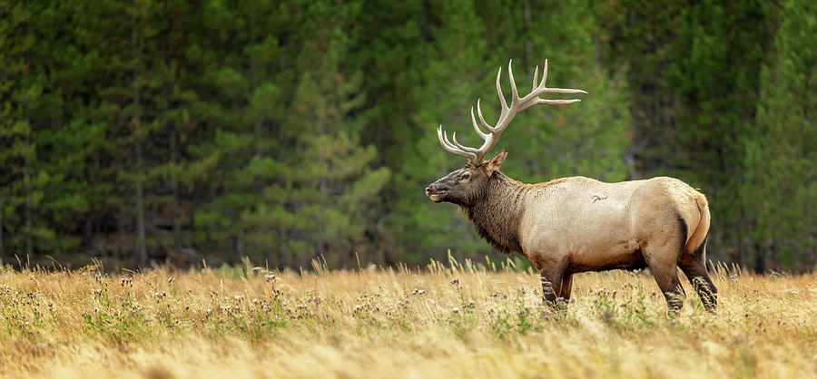Yellowstone Elk Profile Photograph