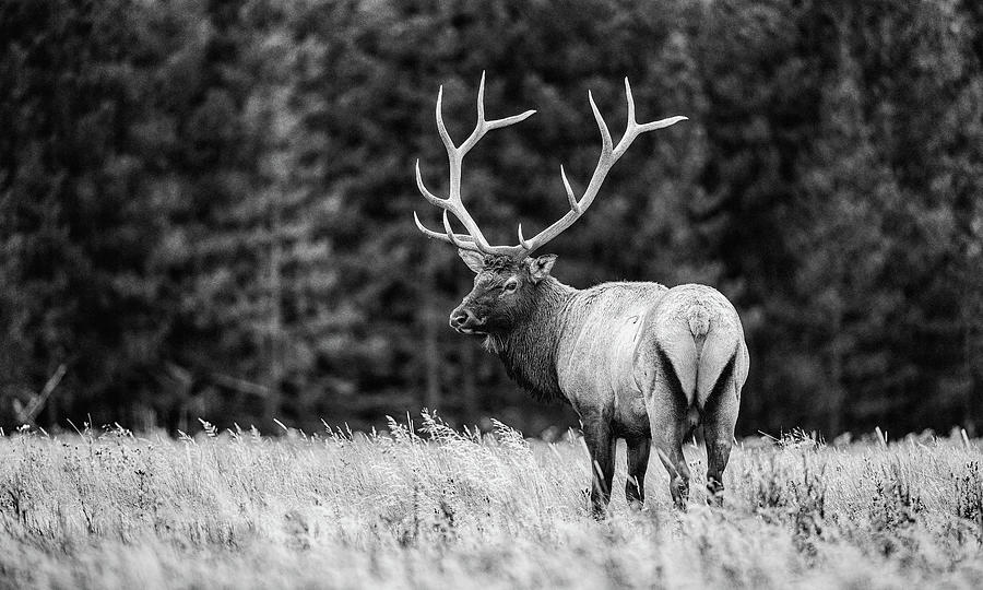 Yellowstone National Park Photograph - Yellowstone Elk by Stephen Stookey