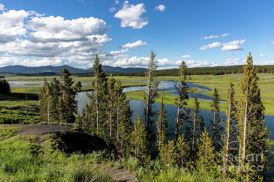 Yellowstone Forest Photograph by Erin Marie Davis