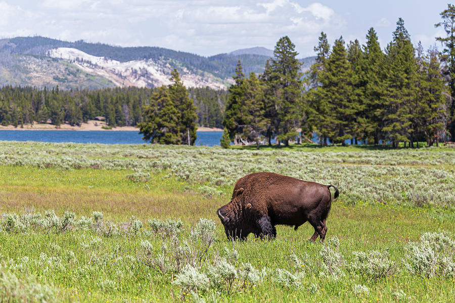 Yellowstone Grazing  Photograph by Tim Stanley