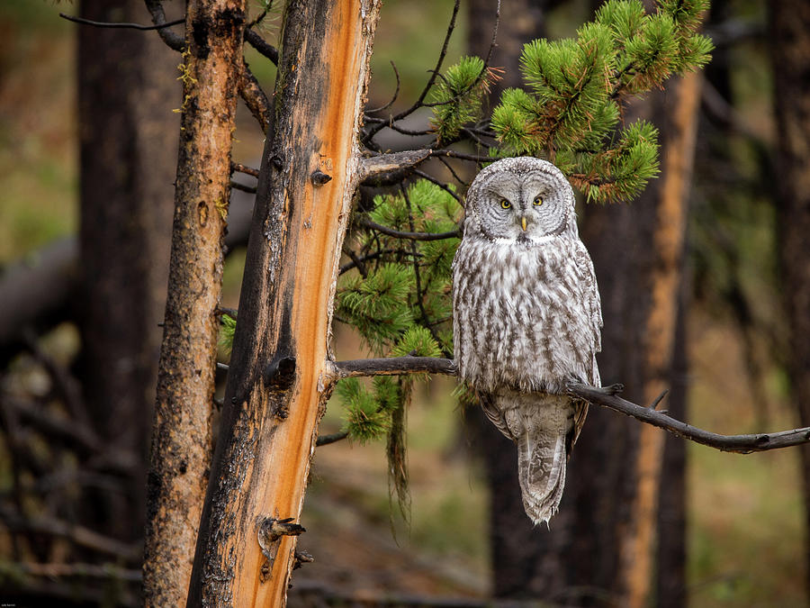 Yellowstone Great Grey Photograph by Julie Barrick
