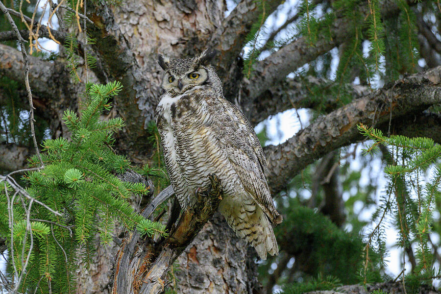 Yellowstone Great Horned Owl Photograph by Julie Barrick - Fine Art America