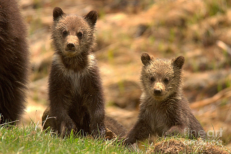Yellowstone Grizzly Cub Duo Photograph by Adam Jewell