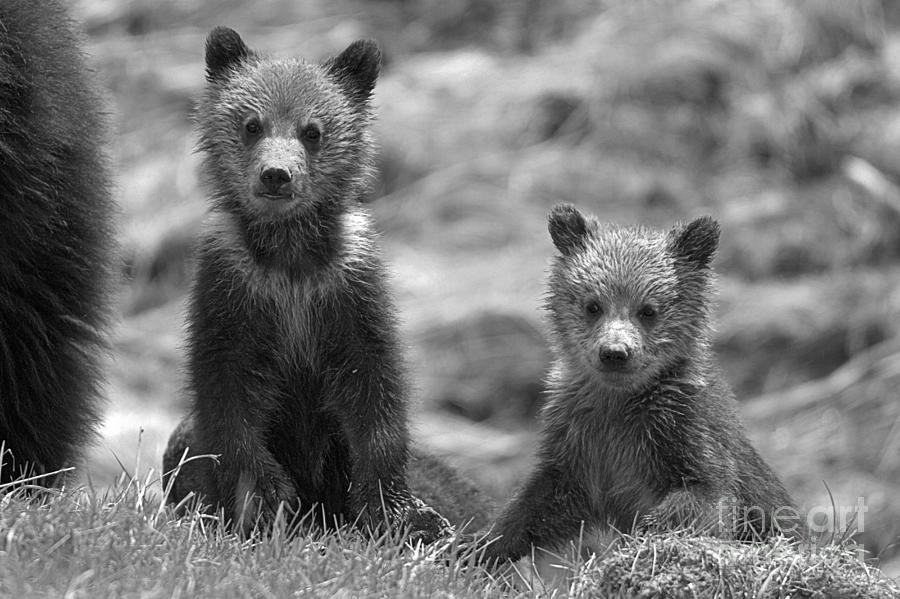Yellowstone Grizzly Cub Duo Black And White Photograph by Adam Jewell