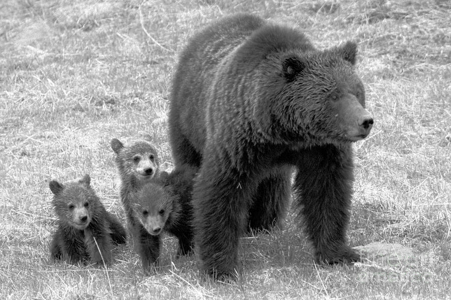 Yellowstone Grizzly Family Portrait Black And White Photograph by Adam Jewell