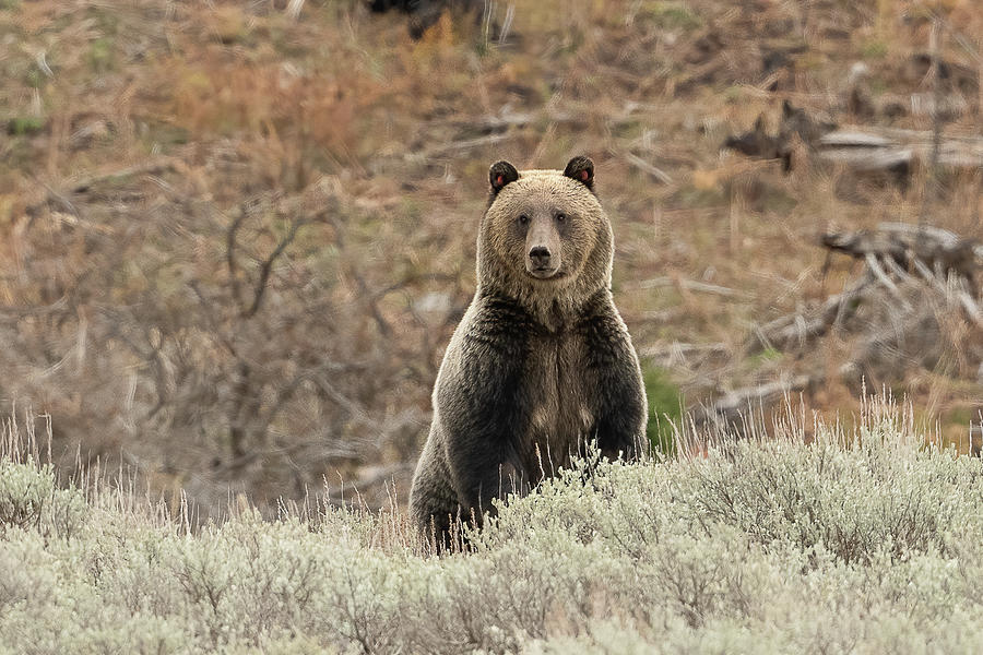 Yellowstone Grizzly II Photograph by Julie Barrick