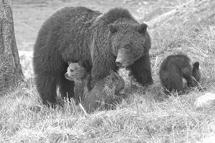 Yellowstone Grizzly Outing Black And White Photograph by Adam Jewell