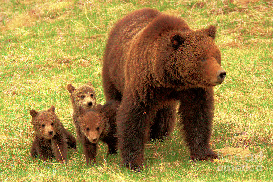 Yellowstone Grizzly Spring Family Portrait Photograph by Adam Jewell