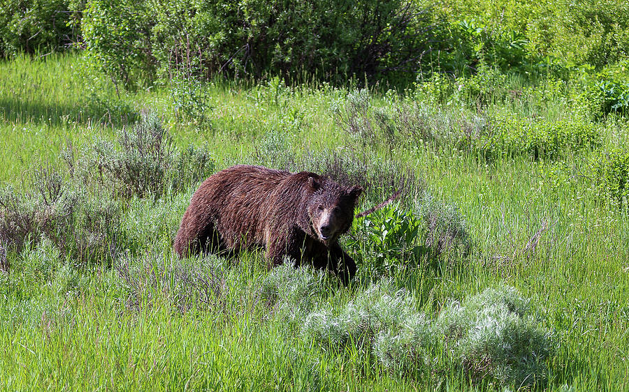 Yellowstone Grizzly Photograph by Tim Stanley