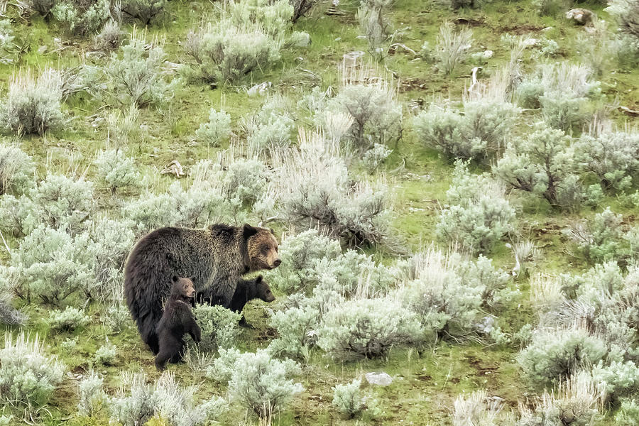 Yellowstone Grizzly with Two Cubs of the Year Photograph by Belinda Greb