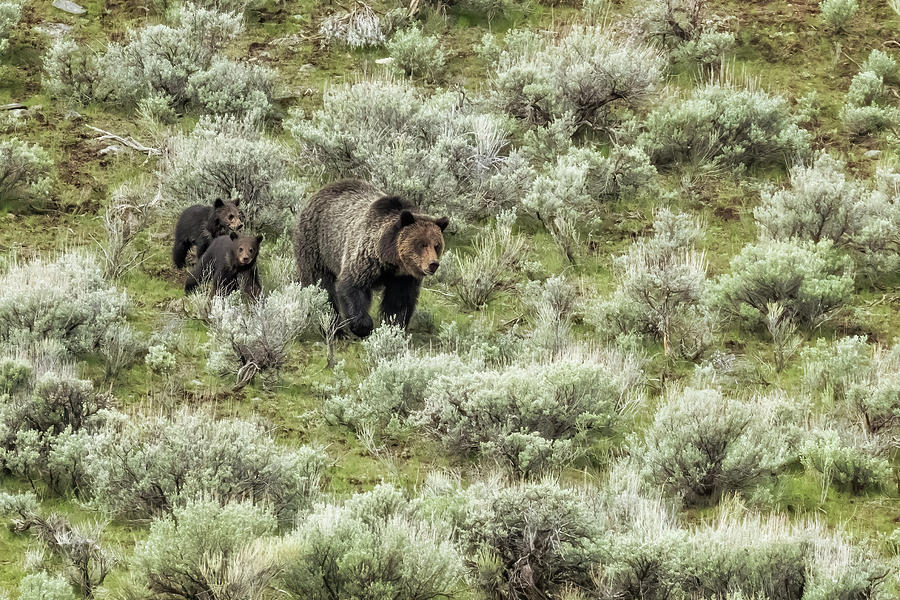Yellowstone Grizzly with Two Cubs of the Year, No. 2 Photograph by Belinda Greb
