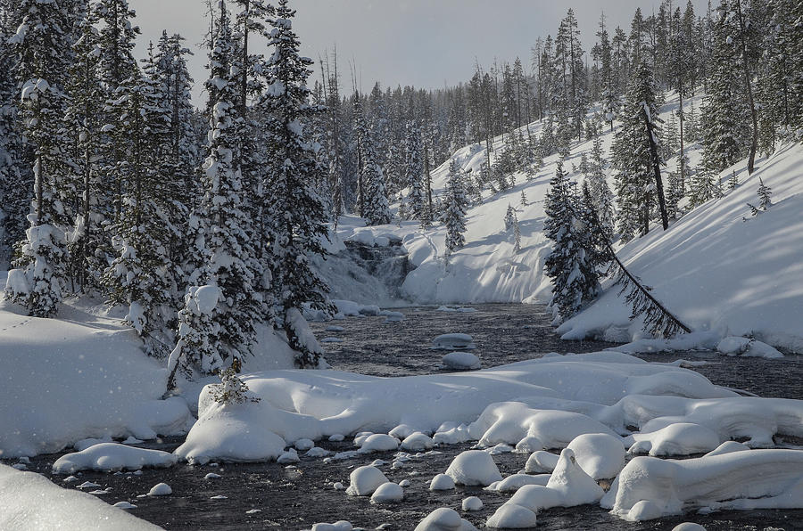 Yellowstone in the winter Photograph by Julie Barrick