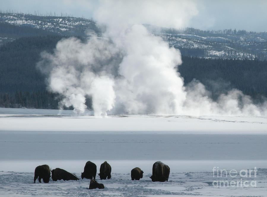 Yellowstone In The Winter Photograph by Philip And Robbie Bracco