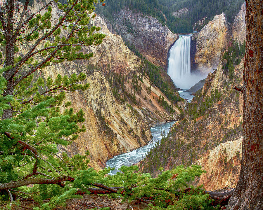Yellowstone Lower Falls Photograph by Stephen Stookey