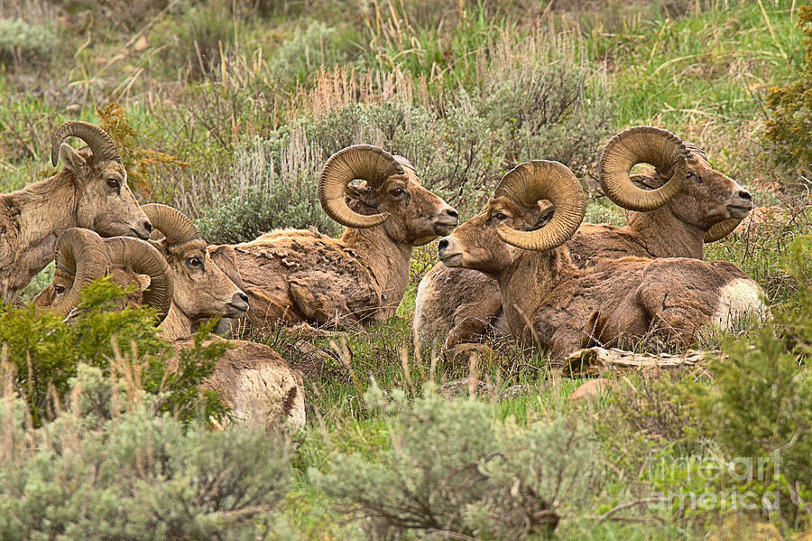 Yellowstone Meeting Of The Horns Photograph by Adam Jewell