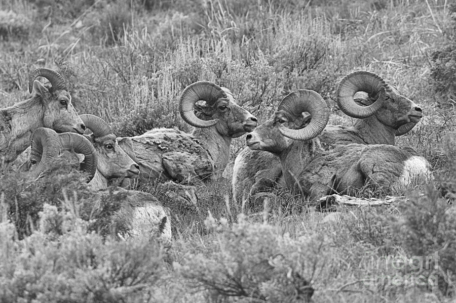 Yellowstone Meeting Of The Horns Black And White Photograph by Adam Jewell