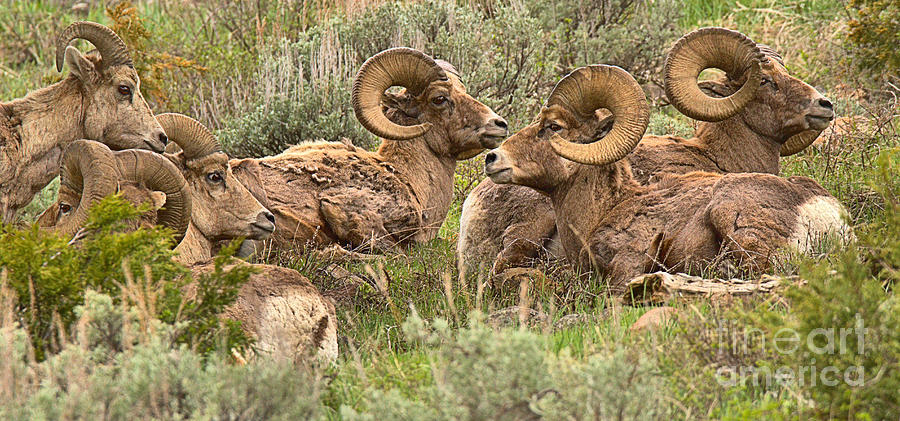 Yellowstone Meeting Of The Horns Crop Photograph by Adam Jewell