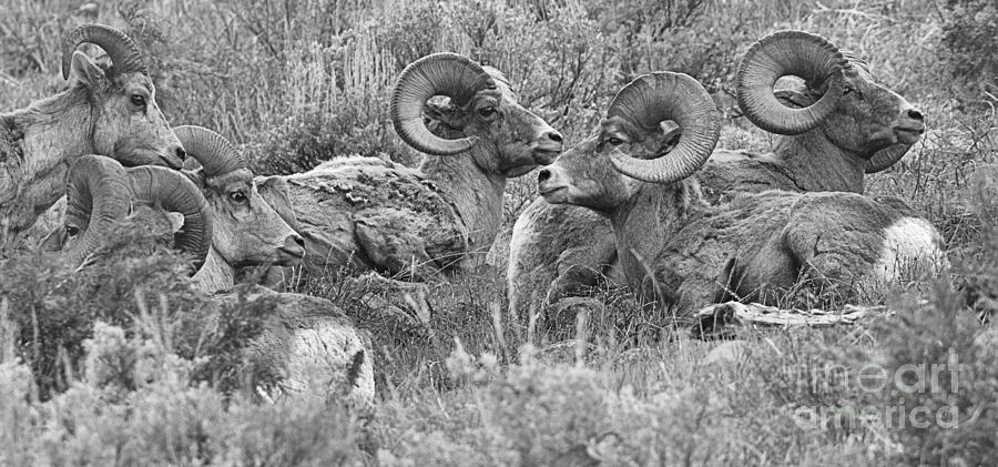 Yellowstone Meeting Of The Horns Crop Black And White Photograph by Adam Jewell