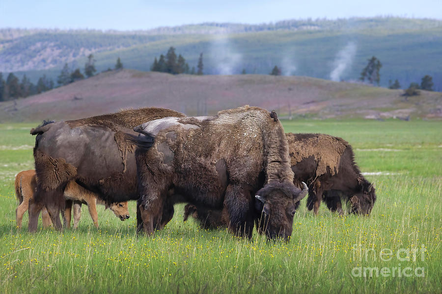 Yellowstone mornings Photograph by Darya Zelentsova