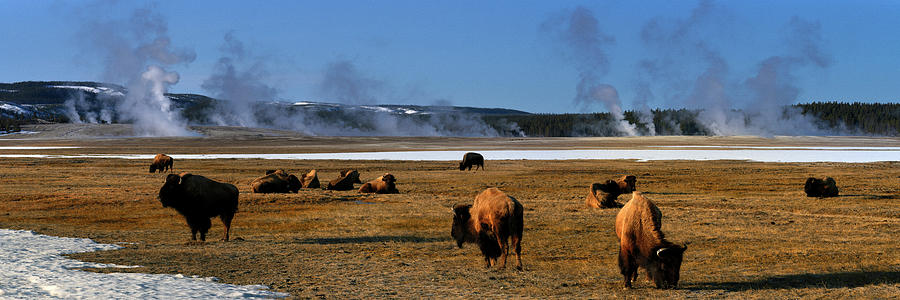 Yellowstone National Park Byson and Geysers USA Photograph by Sonny Ryse