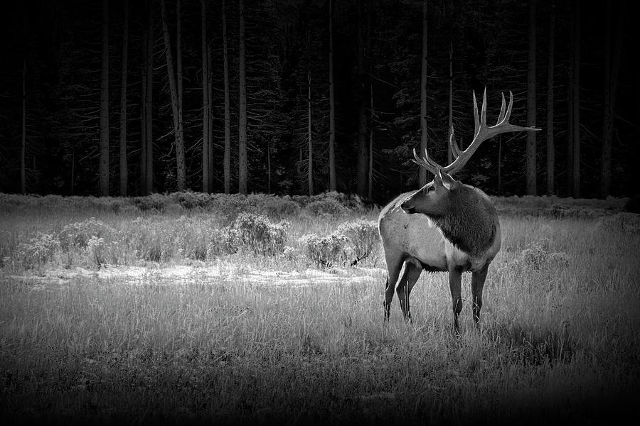 Yellowstone National Park Elk Wapiti in Black and White  Photograph by Randall Nyhof