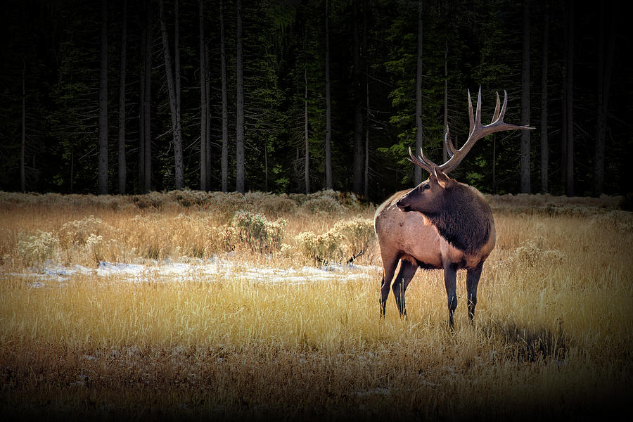Yellowstone National Park Elk Wapiti Photograph by Randall Nyhof